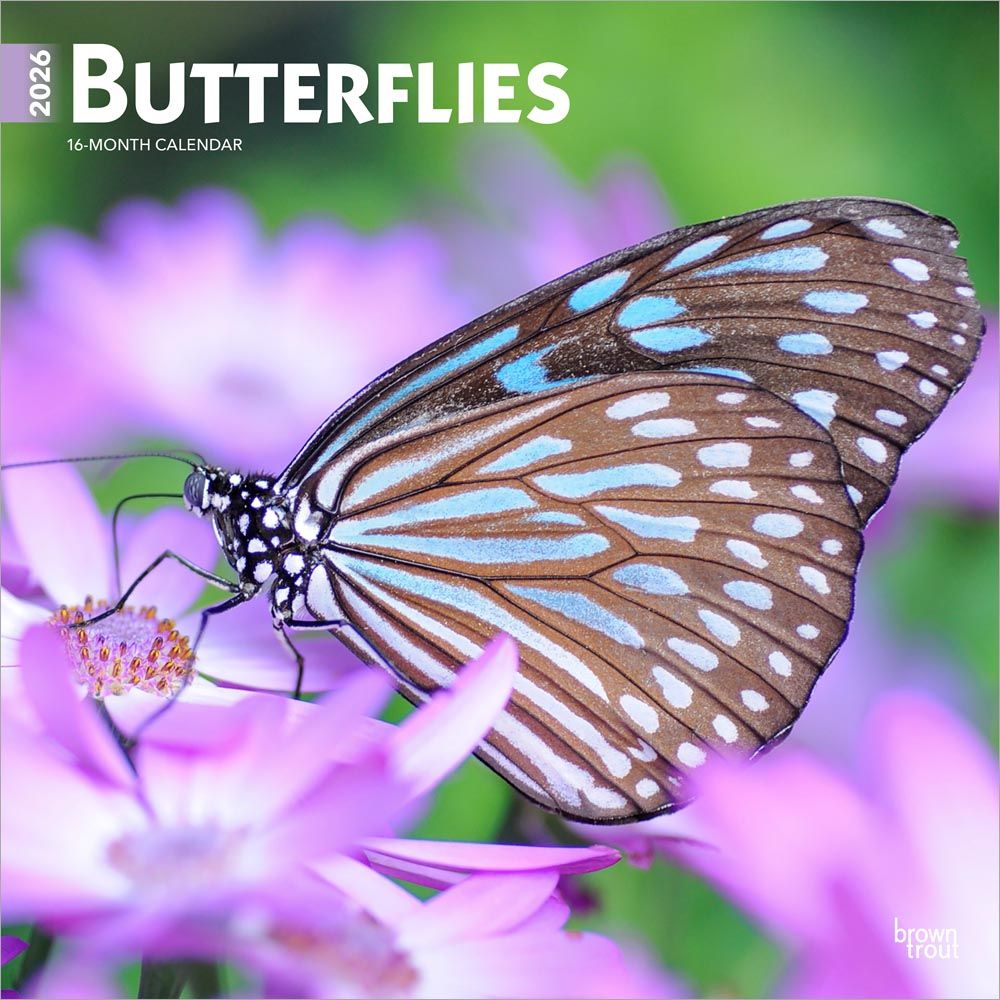 BUTTERFLIES 2026 SQUARE FLAP - 151619
