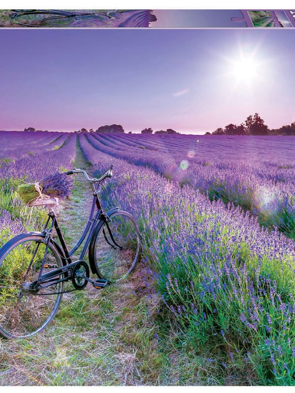 19255 1000 BICICLETA EN CAMPO DE LAVANDA