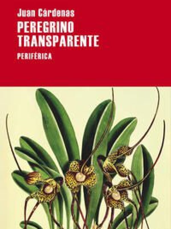 Peregrino transparente